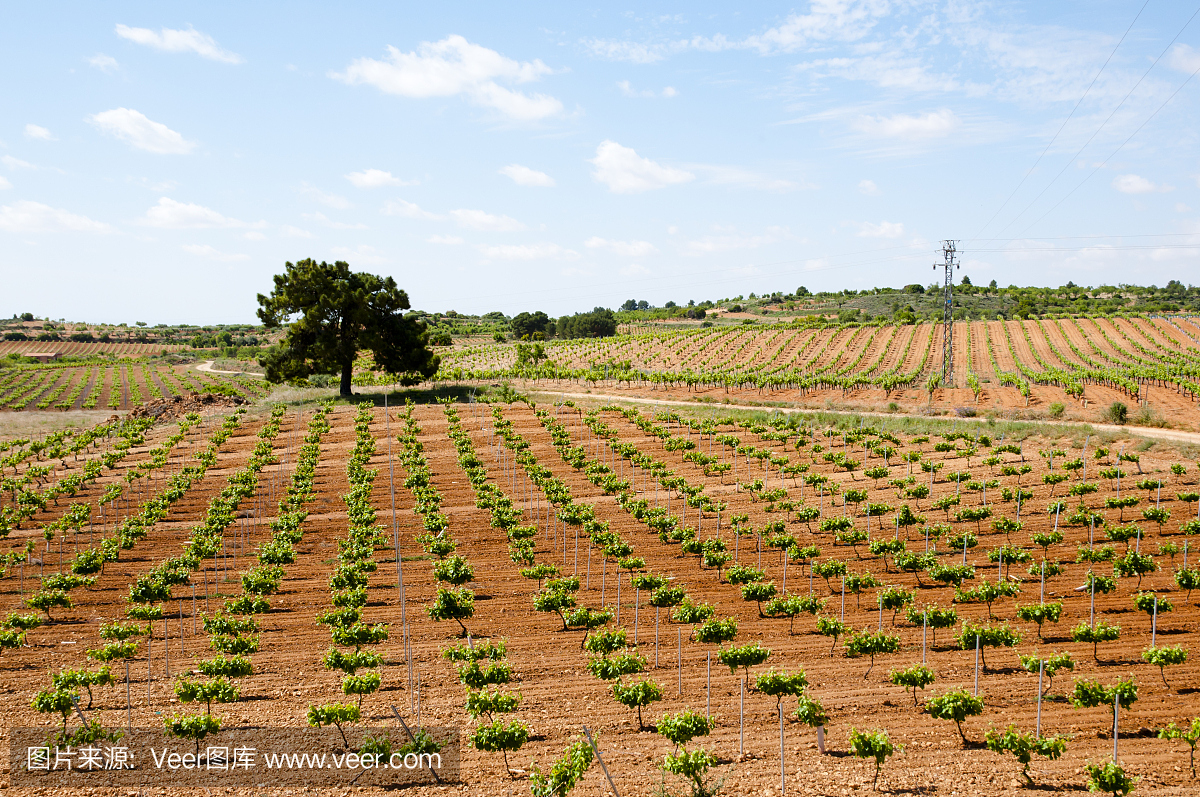 年轻的葡萄酒种植园-西班牙