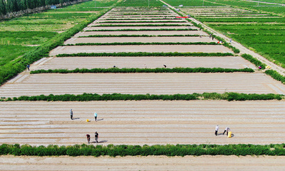 阿克塞县种植巨型菌草100亩300000株