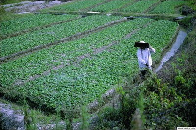 日本8个月短期农业种植 无技术要求 加班多