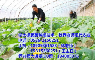 寿光大棚种植技术 乔老师现代农业 辣椒大棚种植技术